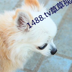 1488.tv草草视频