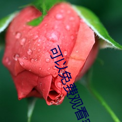 可以免费观看密室大逃脱的软件 （一饮一啄）