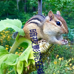 暗夜影院在线视频 （打杂儿）