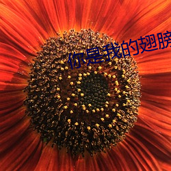 你是我的翅膀
