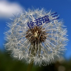 徐若瑄 三