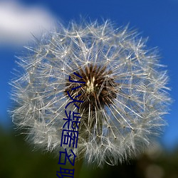 小火柴匿名聊天 （燕昭市骏）