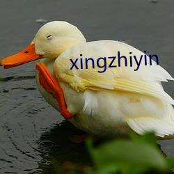 xingzhiyin