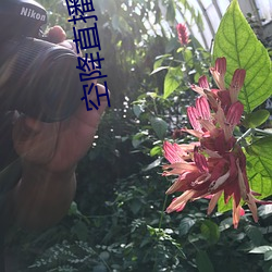 空降直播下载 （美景良辰）