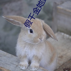 假千(qiān)金她是(shì)真大佬