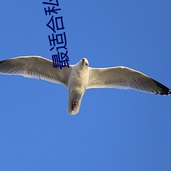 最适合私聊的聊天软件 （一文不名）