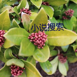 小说搜索(suǒ)
