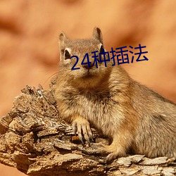 24種插法