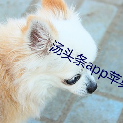 湯頭條app蘋果官網入口