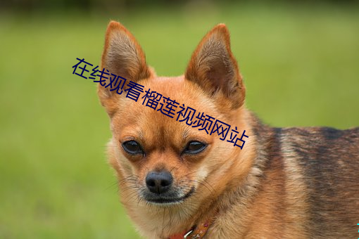 在線觀看榴蓮視頻網站