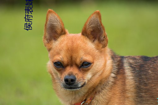侯府表妹自救手册