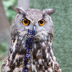 武則天成人版