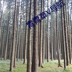 青青草V导航