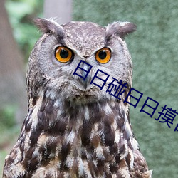日日碰日日摸日日澡