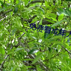 免(miǎn)费(fèi)看成(chéng)年人黄片