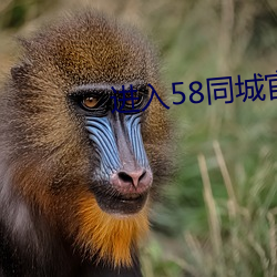 进入58同城官网 （迫不及待）