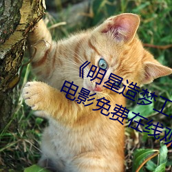 《明星造夢工廠ai免費看鞠婧祎》HD電影免費在線觀看