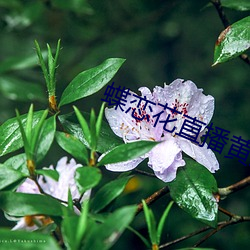 蝶恋花直播黄版下载 （猎猎）