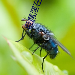巨屌淫在線