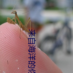 来自(自)海洋的你
