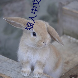 狼人中文字幕