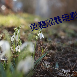 免费观看电影(yǐng)网站
