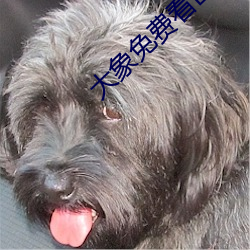 大象免费看区一区二1000