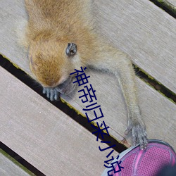 神帝归(歸)来小(小)说