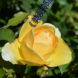 《美丽邻居》