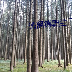 逃离德黑兰 下载