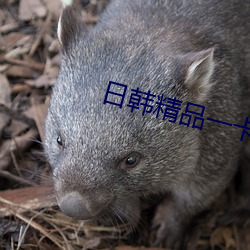 日韩精品一卡2卡(卡)3卡(卡)4卡(卡)乱