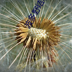 波多野結衣死了麽
