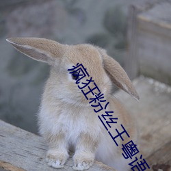 疯(瘋)狂粉丝(絲)王(王)粤语