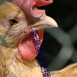 新(xīn)浪美(měi)女主播