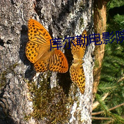 庫爾勒電影院