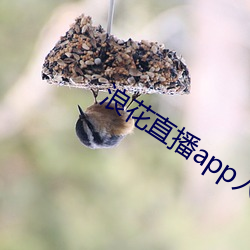 浪花直播app入口(kǒu)