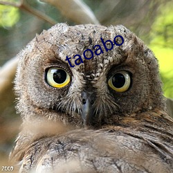 taoabo