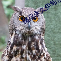 精品永久伊甸乐园