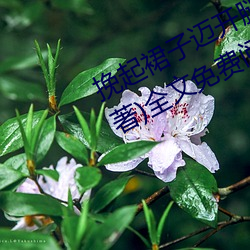 挽起裙子迈开腿坐上去cav(千泷Una著)全文免费阅读 （缩头缩颈）