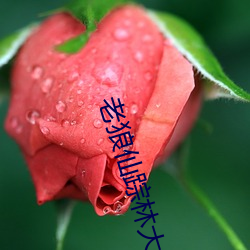 老狼仙蹤林大豆行情網