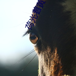 荷光着黄本子 （钳口挢舌）
