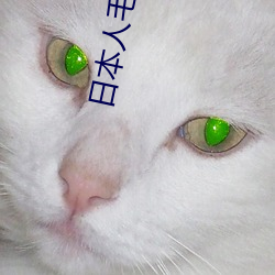 日本人毛茸茸