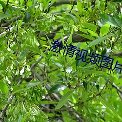激情視頻圖片小說qvdo