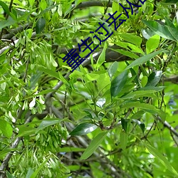 重生过去从四合院开始 （跌宕不羁）