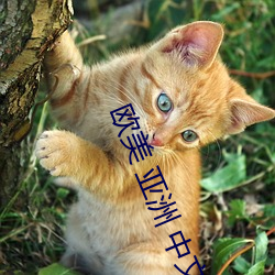 欧美 亚(亞)洲 中(中)文 国产 综(綜)合
