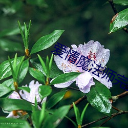 爱情魔法(fǎ)师完整版在线播放