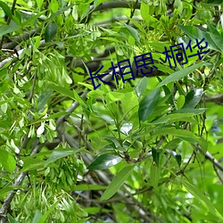 長相思 桐華