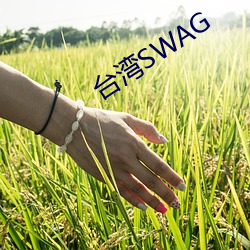 台湾SWAG