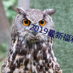 2019¸Ƶ92 丵ᣩ