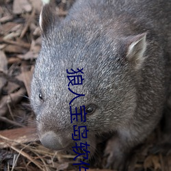 狼人宝岛(島)软件下载(載)
